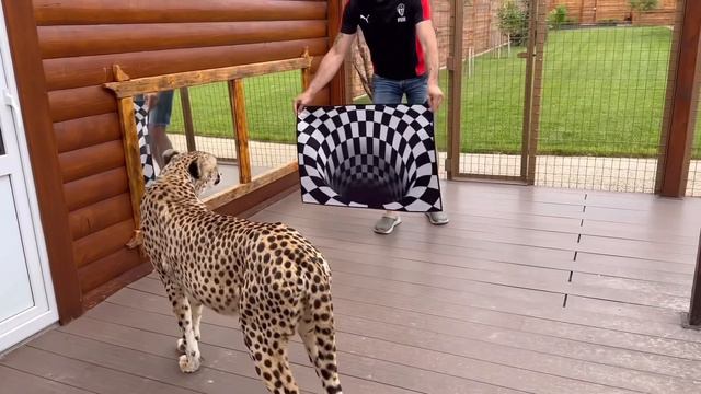 Решили повторить с Гердой смешное видео из интернета🤣 смотреть онлайн