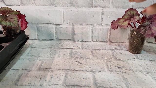 Немного сеянцев! смотреть онлайн