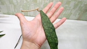 Hoya clemensiorum long. Продажа.