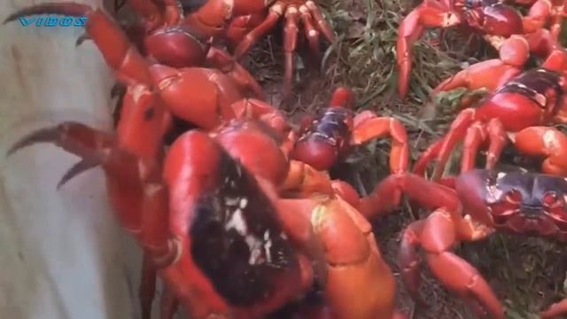 7 Островов с Плохой Историей смотреть онлайн