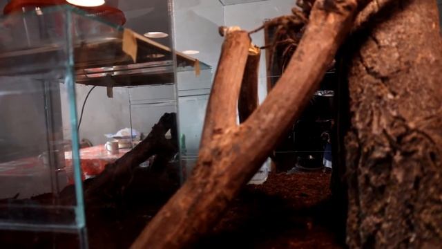 Poecilotheria ornata L10 против Gromphadorhina portentosa или Орната охотится на мадагаскарика смотреть онлайн