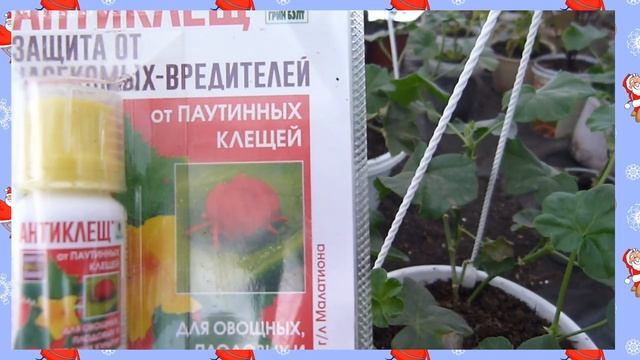 Плющелистная пеларгония причина недуга найдена. Невидемый вредитель смотреть онлайн
