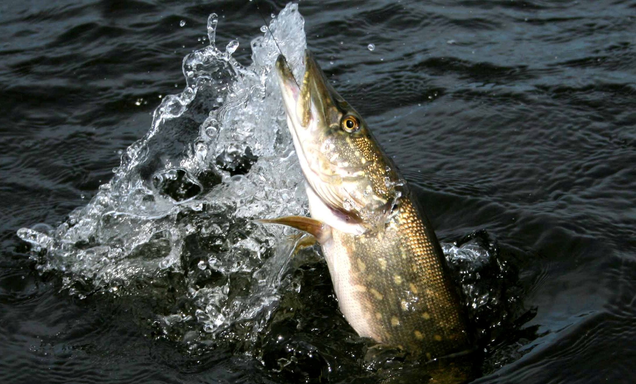 Мюзикл-ВАРЬЕТЕ "КАК  УДИРАЮТ РЫБЫ" ПОПЕРЕЖИВАЙТЕ