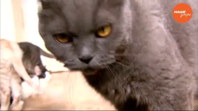Умная кошка Шеба смотреть онлайн