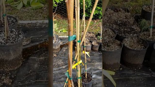 Magnolia 'Purple Prince' смотреть онлайн
