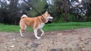 АКИТА ИНУ ВСЕ О ПОРОДЕ. ИНТЕРЕСНЫЕ ФАКТЫ