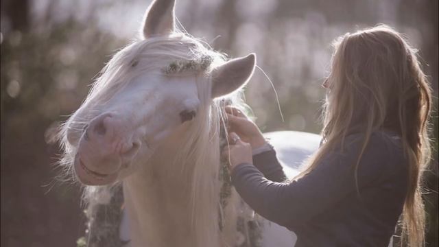 Новая лошадь в SSO│Ответы на вопросы( ´∀｀)ノ~~~♡ смотреть онлайн