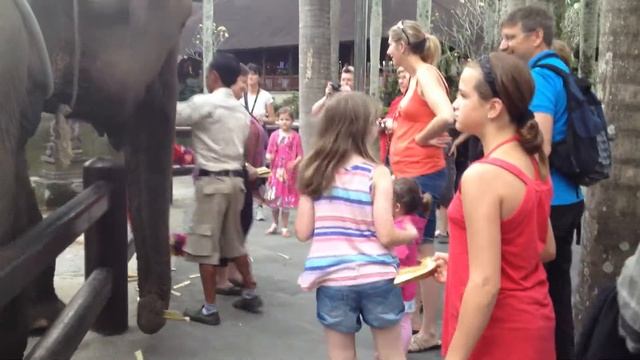 Elephants at the Elephant Safari Park, Ubud, Bali смотреть онлайн