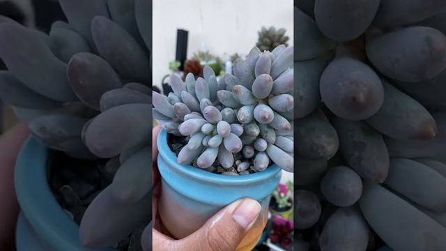Succulent talk - Pachyphytum Baby Fingers смотреть онлайн