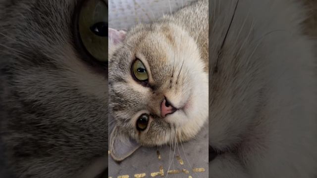 #кнопа #животные #британская #кошка #британскаякошка #мило #семья #любовь смотреть онлайн