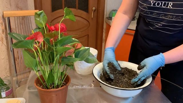 Антуриум. Пересадка после покупки, уход в домашних условиях смотреть онлайн