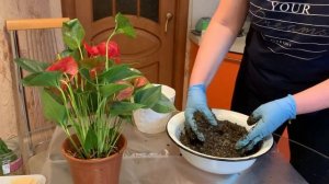 Антуриум. Пересадка после покупки, уход в домашних условиях