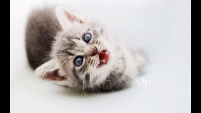 животные 16 смотреть онлайн