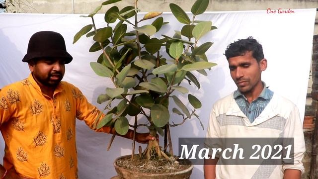 How to Make Banyan Tree Bonsai? Nebari and branch development of ficus benghalensis bonsai, Part 2 смотреть онлайн