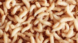 Как подготовить опарыша для рыбалки. 3 способа.