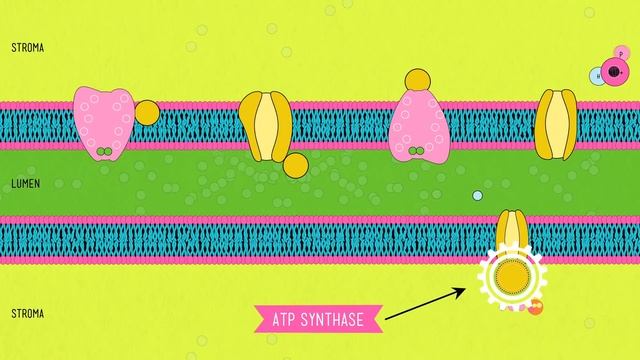 Photosynthesis: Crash Course Biology #8 смотреть онлайн