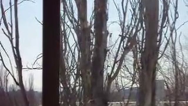 Дятел в городе смотреть онлайн