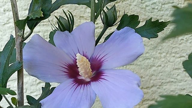 Hibiscus syriacus смотреть онлайн
