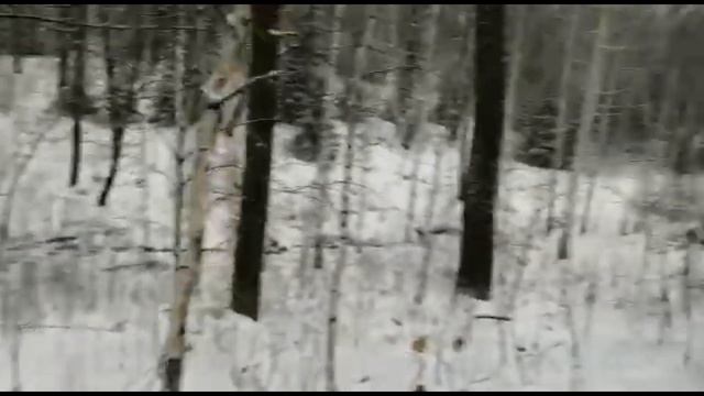 Проверяем лес. Как там обстоят дела??? смотреть онлайн