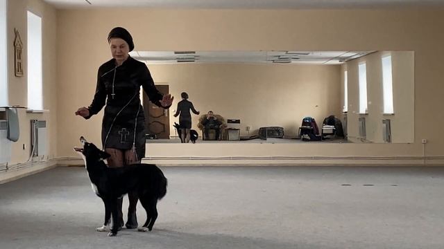 Как научить собаку командам Дрессировка собаки Танцы с собакой Брина. Элементы. 31.01.2023 г. смотреть онлайн