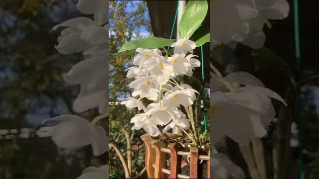 Dendrobium thyrsiflorum смотреть онлайн