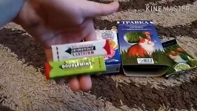 Как вырастить траву для хомяка | VLOG покупки ) смотреть онлайн