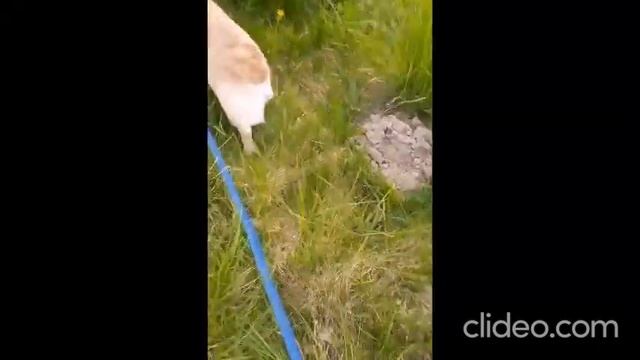 Танцуй Россия и плачь европа,а у меня самая ,самая красивая ...опа!!! смотреть онлайн