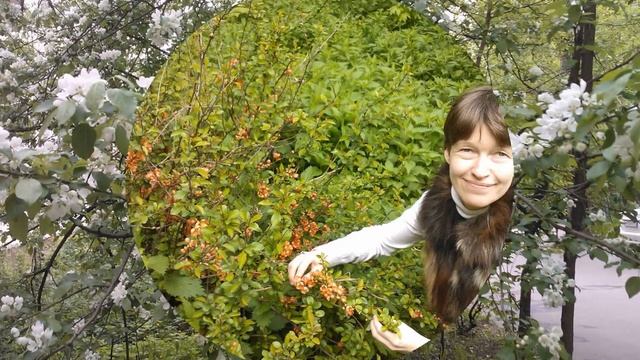 Красота: деревья и кустарники в цвету смотреть онлайн