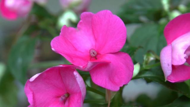 Fleißiges Lieschen - Von der Knospe zur Blüte смотреть онлайн