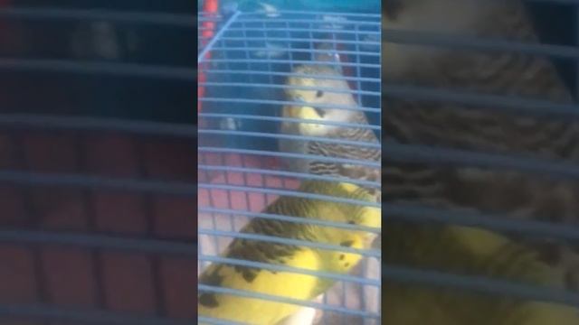 Как отличить мальчика от девочки смотреть онлайн