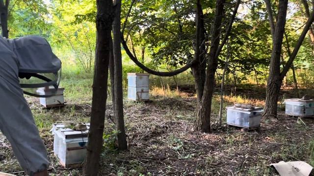 Объединяем отводки пчел сохраняем матки смотреть онлайн