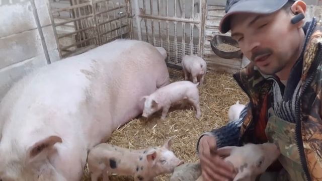 //Сколько по времени держу своих дворовых свиноматок,взвешивание Машкиных поросят // смотреть онлайн