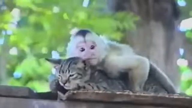 Приколы с животными. Кайфуем сегодня мы с тобой кайфуем!!!! смотреть онлайн