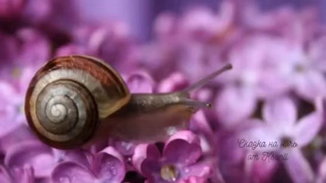 Сказка на ночь от Ksanli (11)... УЛИТКА ? смотреть онлайн