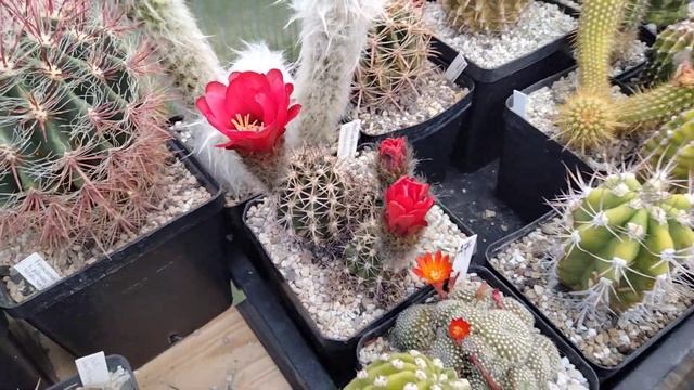 Пропала маммилярия.Укоренение кактуса.Эхинопсисы.Бутоны на ферокактусe.Эпифиллумы. смотреть онлайн