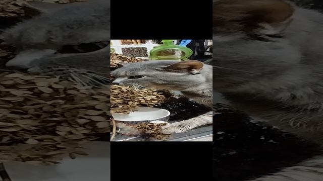 Кот ест сухие цветы 😂