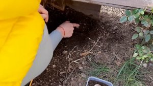 ? Размножение Сухопутных Черепах ? Черепаха кладка яиц