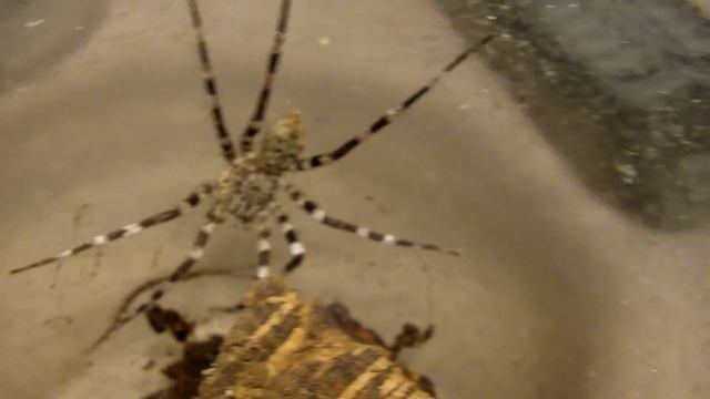 Tarantula Mythbuster Video 48 - Detailed Vid on Viridasius sp Madagascar смотреть онлайн