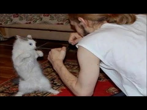 СМЕШНЫЕ КОШАЧЬИ МЕМЫ СБОРНИК 2022 Номер 95 смотреть онлайн