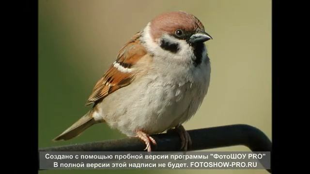 Воробушек Детская песенка смотреть онлайн