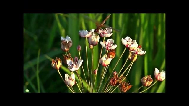 Насекомые смотреть онлайн