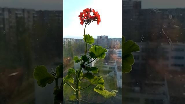 мои прекрасные Амариллисы смотреть онлайн
