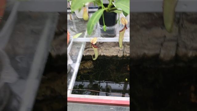 НЕПЕНТЕС Ботанический сад Беларусь Минск Оранжерея Орхидеи Belarus Minsk Botanical garden Orchids смотреть онлайн