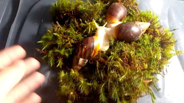 Что нужно для улитки Ахатина? смотреть онлайн