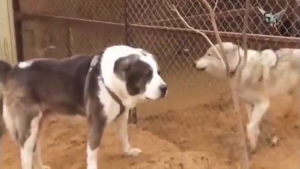 Boʻriga qarshi pitbull | Tasvirga olingan itlar va boʻrilar jangi