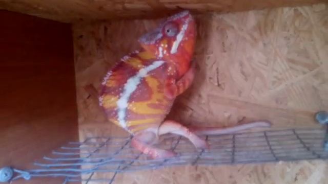 Пантеровый хамелеон. Часть 1 смотреть онлайн