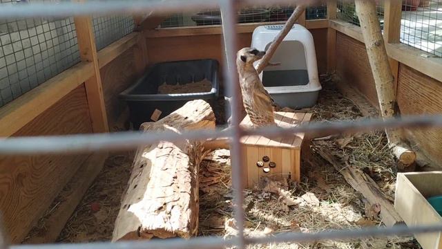 зоопарк Владивосток смотреть онлайн