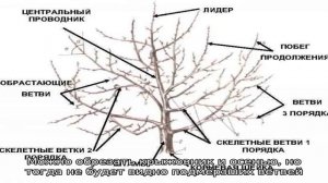 Весенняя обрезка крыжовника