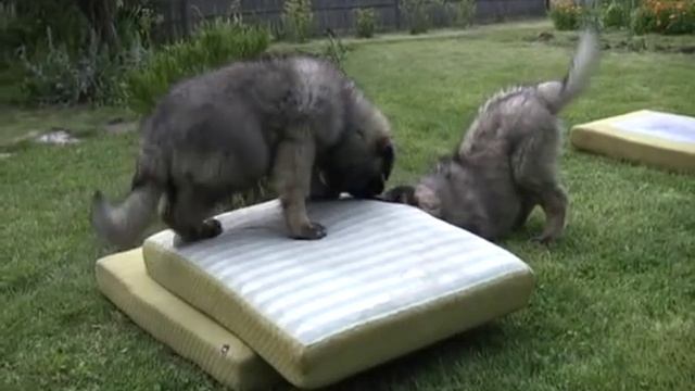 Šarplaninac puppies. смотреть онлайн
