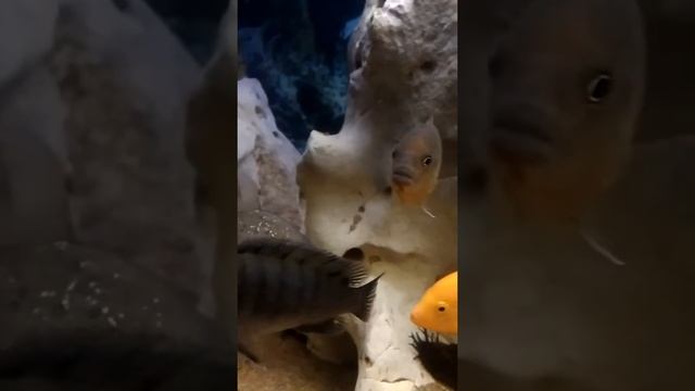 Аквариумные Рыбы хищники !!! смотреть онлайн